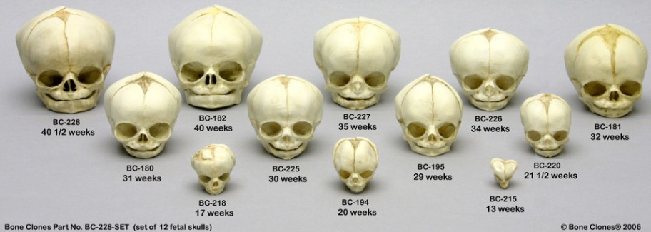 Baby Skull Development In Womb